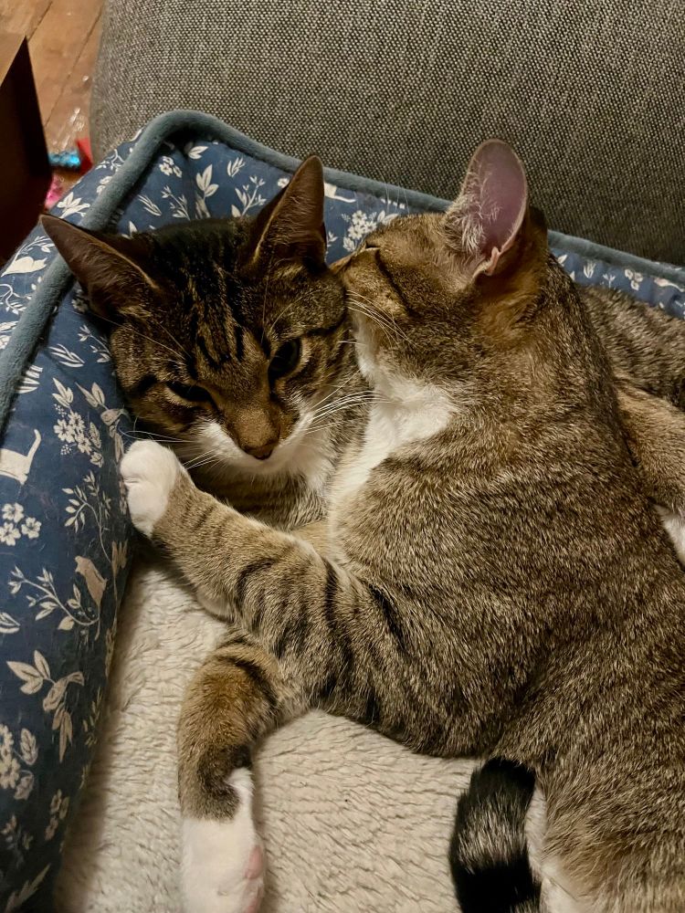 Nestor and Thomas embracing on their cat bed.