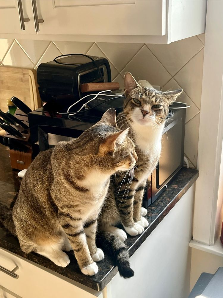 Nestor sitting next to Tom on the counter. Tom is squinting in the bright light.