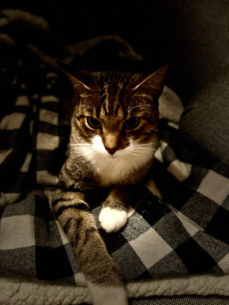 Tom laying on the bed, looking sleepy and handsome.