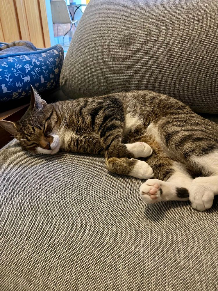Tom lying on his side, with his paws held together like a rabbit.