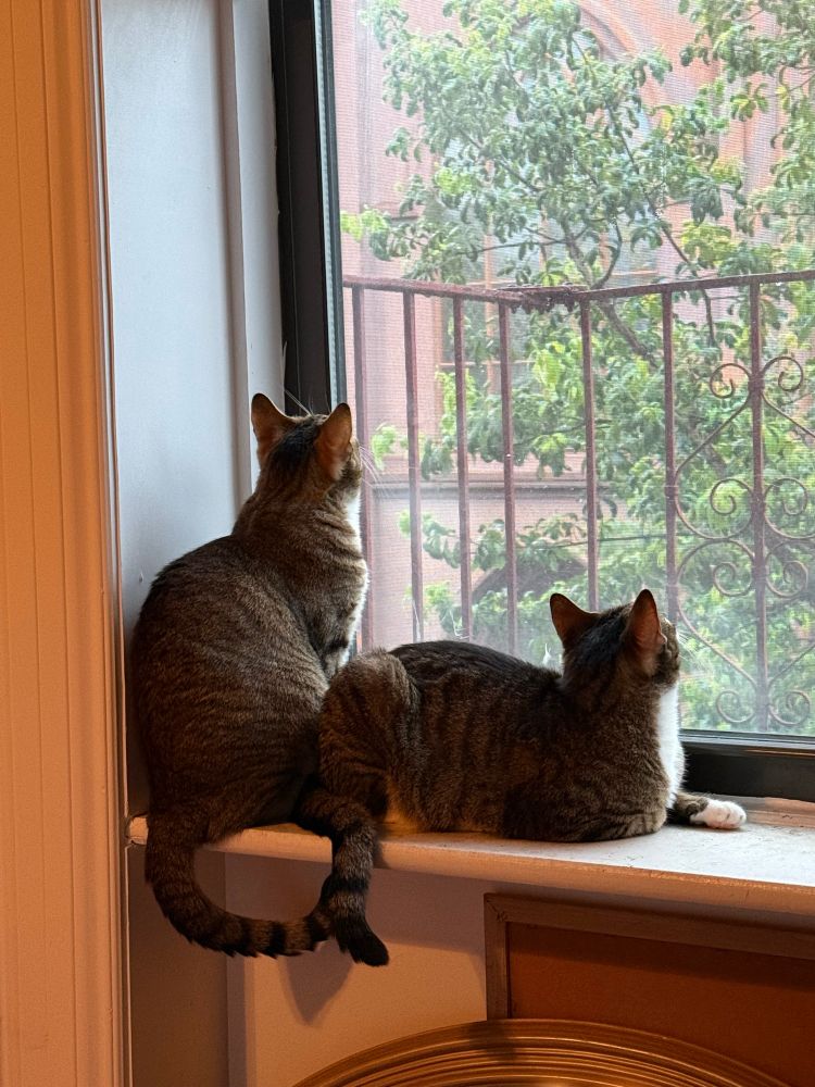 Tom and Nestor looking out the window, straight up, at some pigeons out of frame.