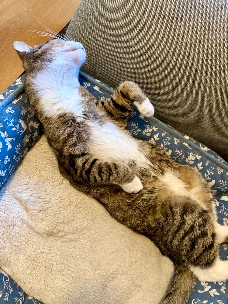 Thomas is laying on a cat bed, on his back, with his paws in the air.