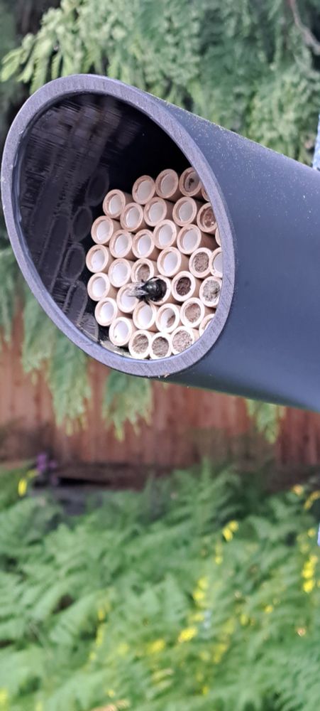 A large black plastic tube with several small cardboard tubes inside. Several of the cardboard tubes are stopped up with dirt, and a black Mason bee is working to fill another tube. Each of the stopped tubes has several chambers, holding a Mason bee egg and a ball of pollen for the bee larva to eat once it hatches in a couple weeks. 
