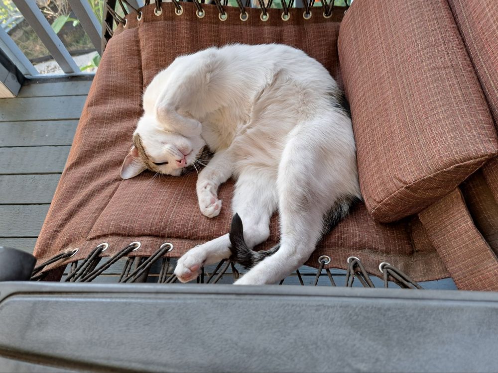 A white and tabby short hair cat lying curled up, showing his belly, on a lounge chair. He's smiling in his sleep. 