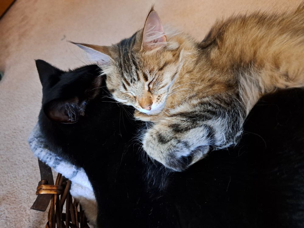 A long haired tabby girl cat snuggling on top of a (much larger) short haired black boy cat. He's buried his nose in her ruff.