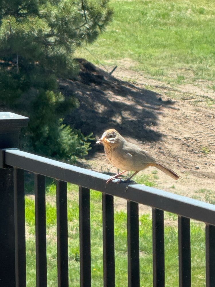 Canyon towhee with a bug in its beak, sitting on a deck rail