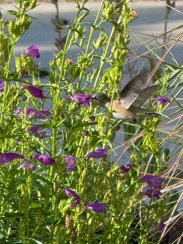 Side view of a calliope hummingbird drinking from a purple flower among green stems and leaves 