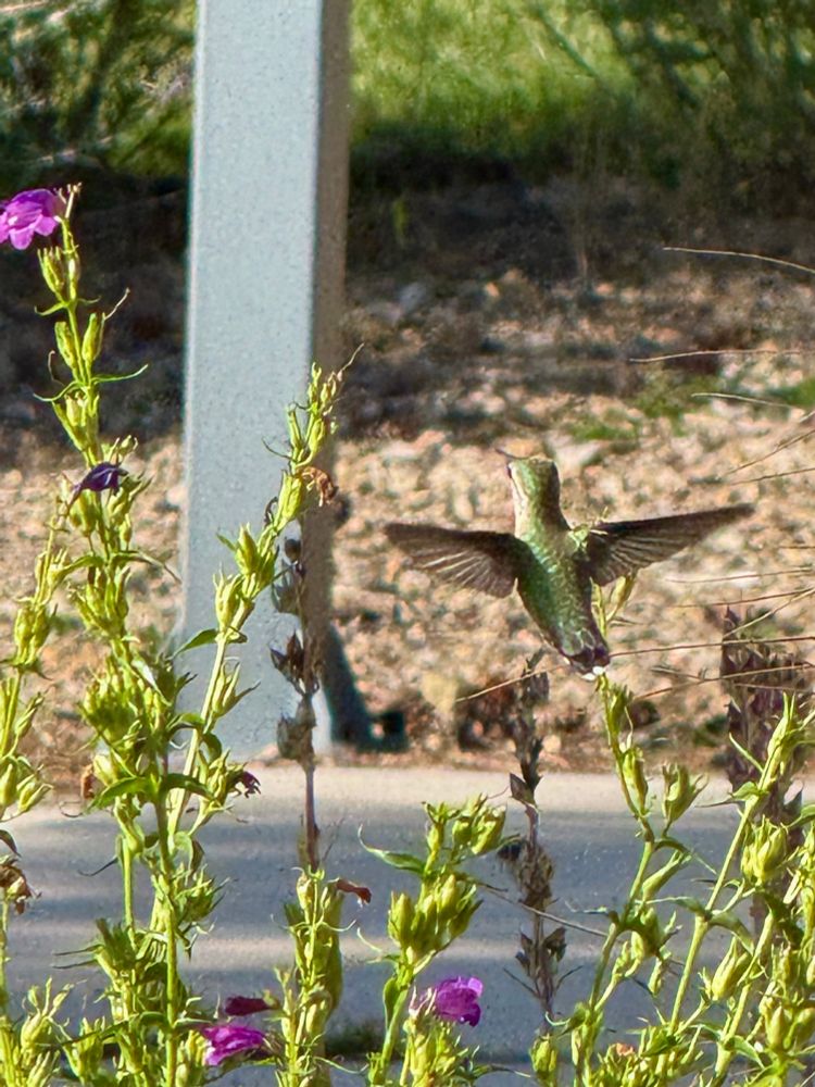 Calliope hummingbird in flight above a plant with purple flowers