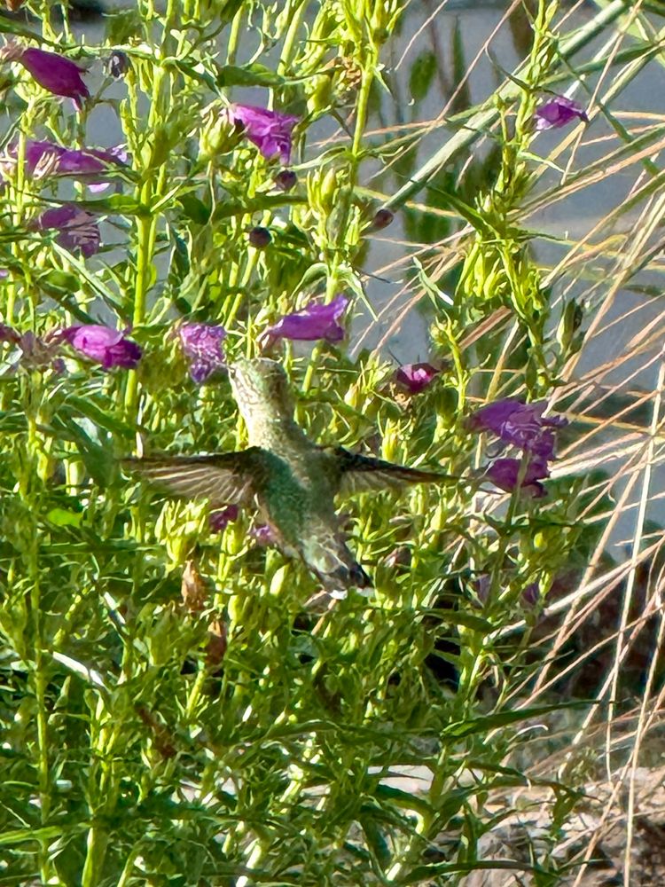 Calliope hummingbird in flight, drinking from a purple flower among green stems and leaves 