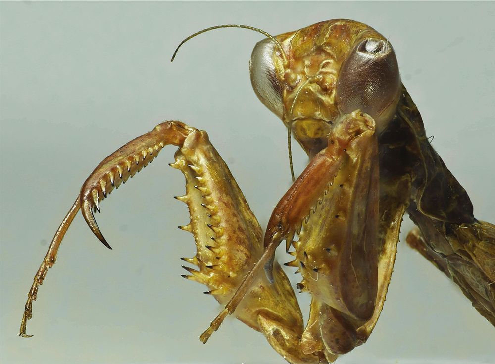  Close-up photo of a pinned praying mantis.