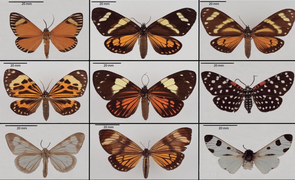 A grid of nine butterfly specimens, each displayed with wings spread against a neutral background. The butterflies exhibit a wide variety of wing patterns and colors, including orange with black stripes, dark brown with white and orange spots, and black with white and red markings. Each specimen is labeled with a 20 mm scale bar for size reference.