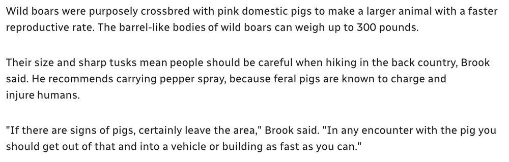 
Wild boars were purposely crossbred with pink domestic pigs to make a larger animal with a faster reproductive rate. The barrel-like bodies of wild boars can weigh up to 300 pounds.

Their size and sharp tusks mean people should be careful when hiking in the back country, Brook said. He recommends carrying pepper spray, because feral pigs are known to charge and injure humans.

"If there are signs of pigs, certainly leave the area," Brook said. "In any encounter with the pig you should get out of that and into a vehicle or building as fast as you can."

