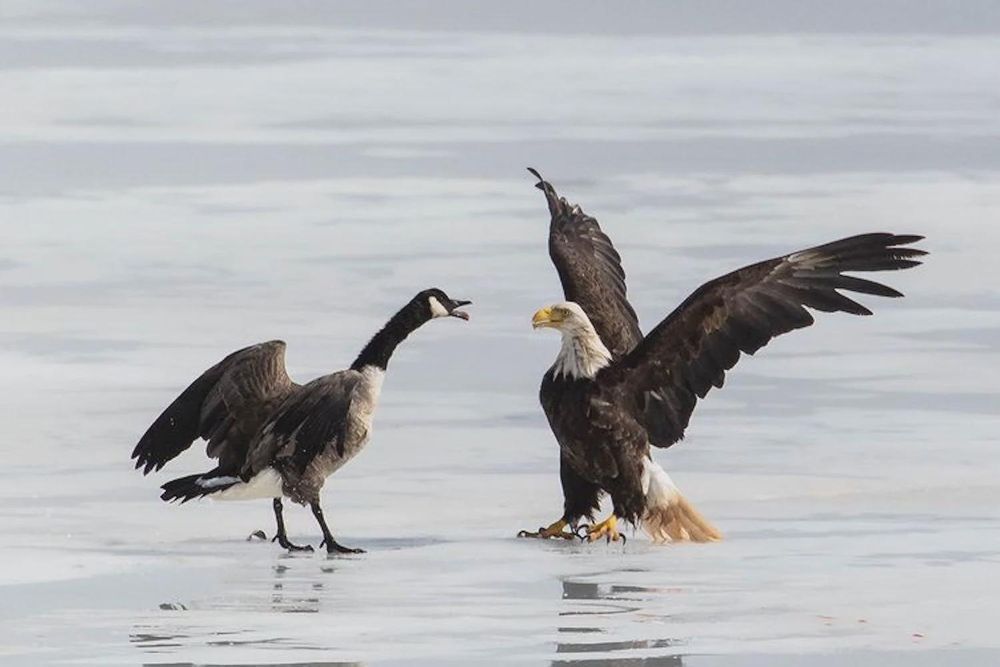 a canada goose vs a eagle