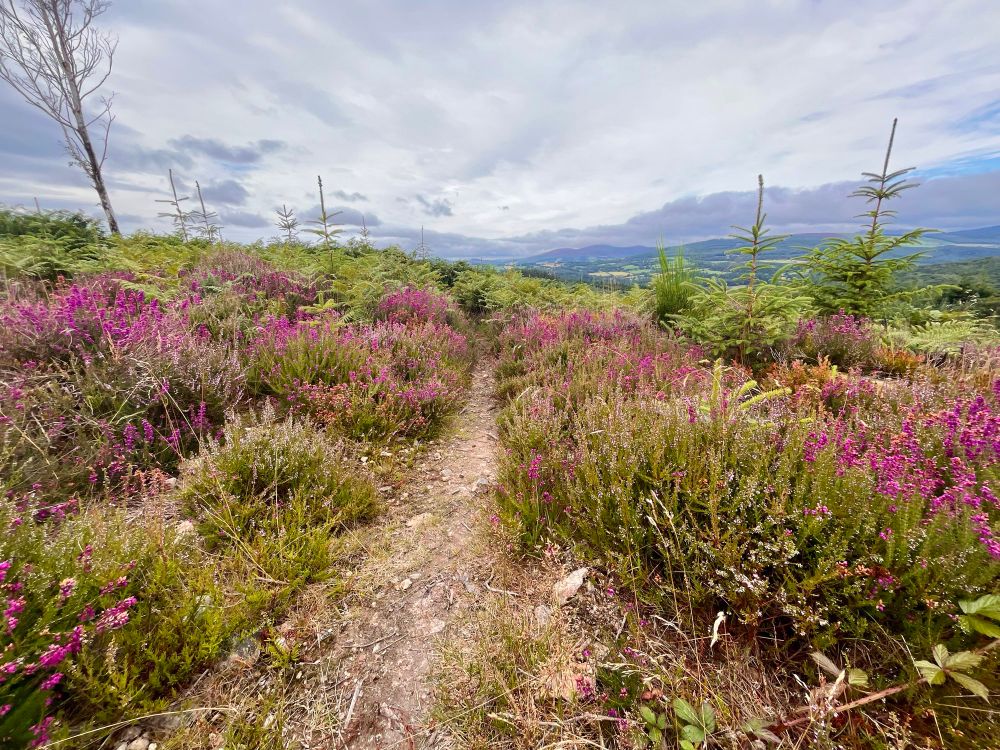 A very narrow and rough hill track edged with purple heather ad yellow gorse just coming into bloom set against a blue and cloudy sky