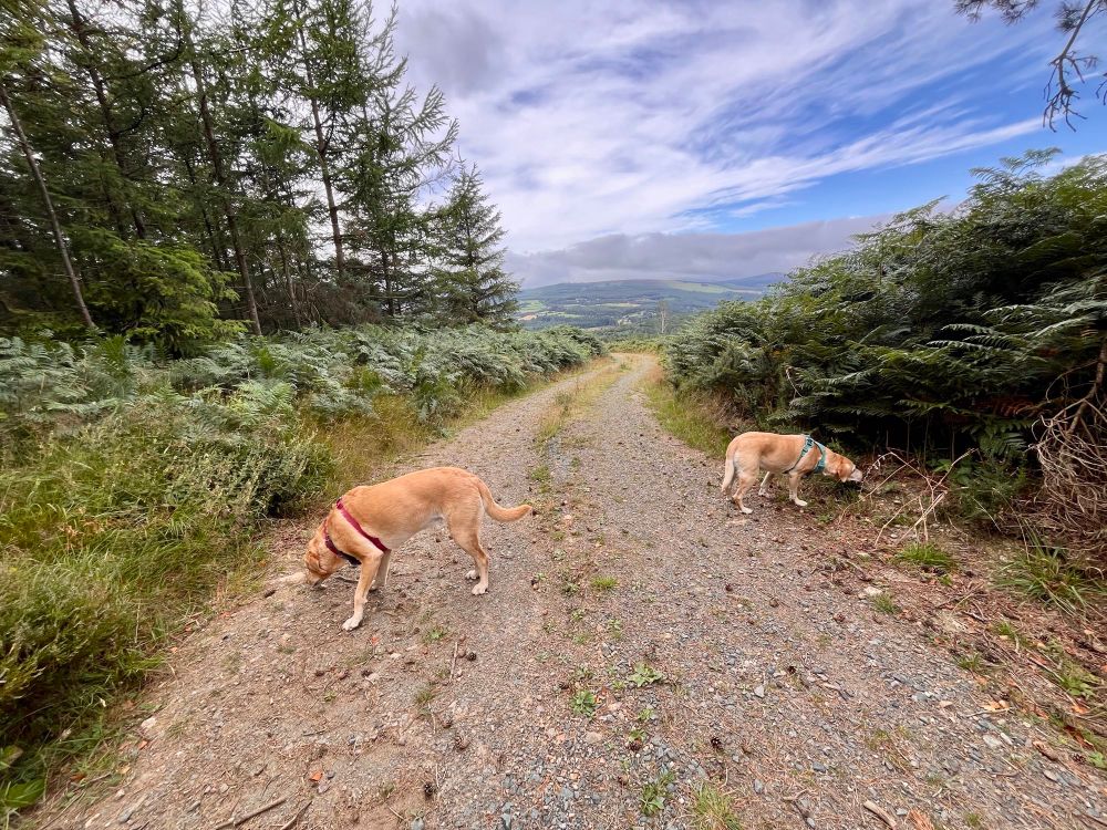 2 yellow Labradors on a hillside track sniffing along the bushes at the edge of the track 