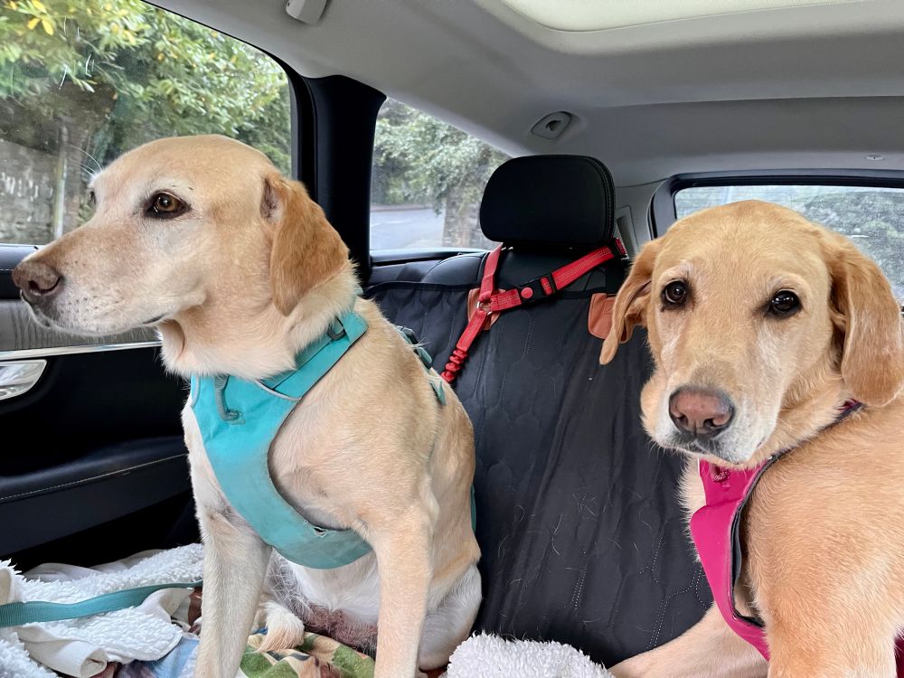 2 yellow labradors sitting in the back of a car