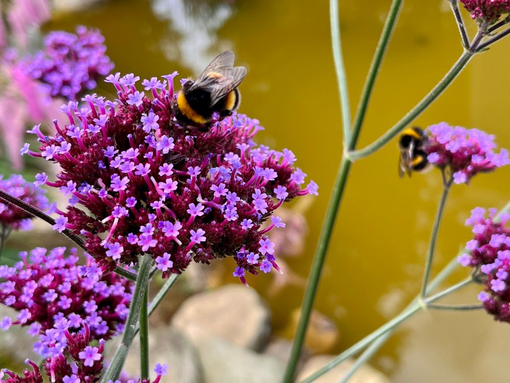 Bees on purple multi stemmed flower 