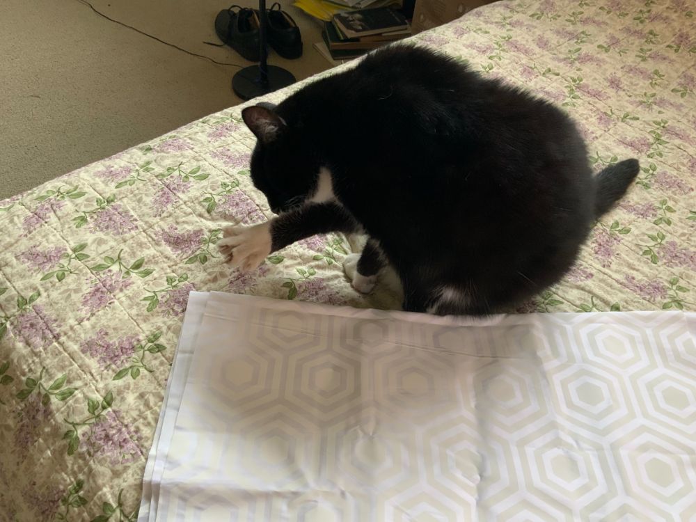 Little tuxedo cat, sitting on our bed, attending to her morning ablutions.