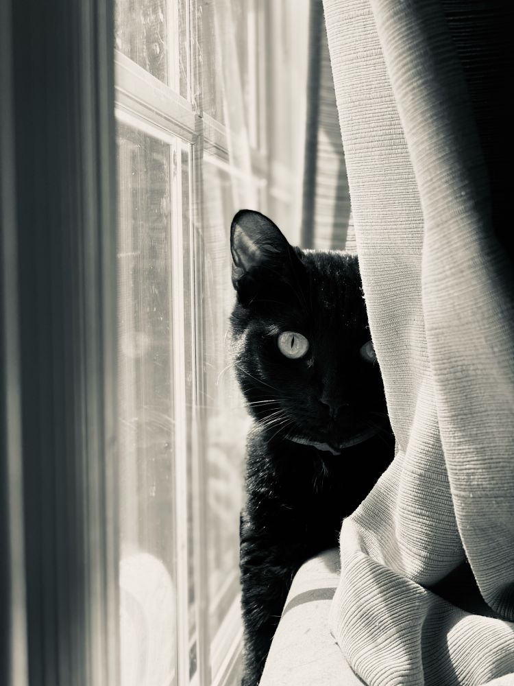 Black cat in a sunny window 