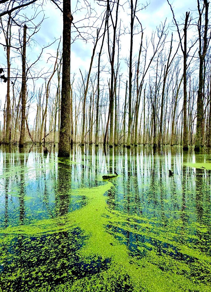 Swamp at Richard Martin Trail, Alabama