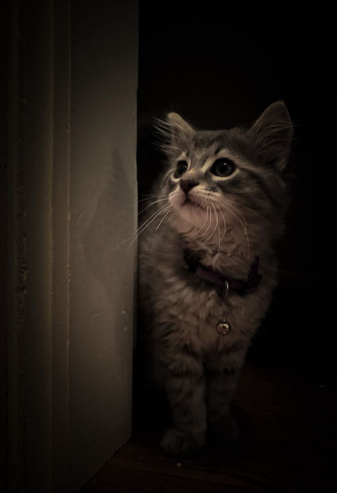 Gray kitten 