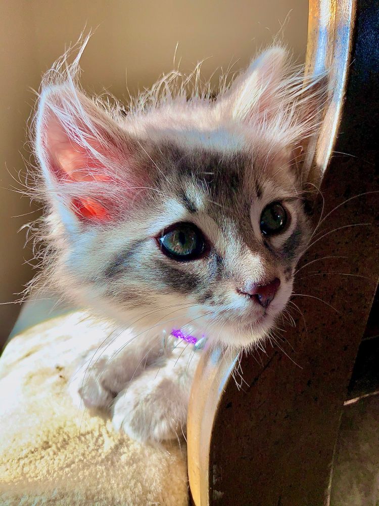 Gray kitten on a chair in the sunshine.