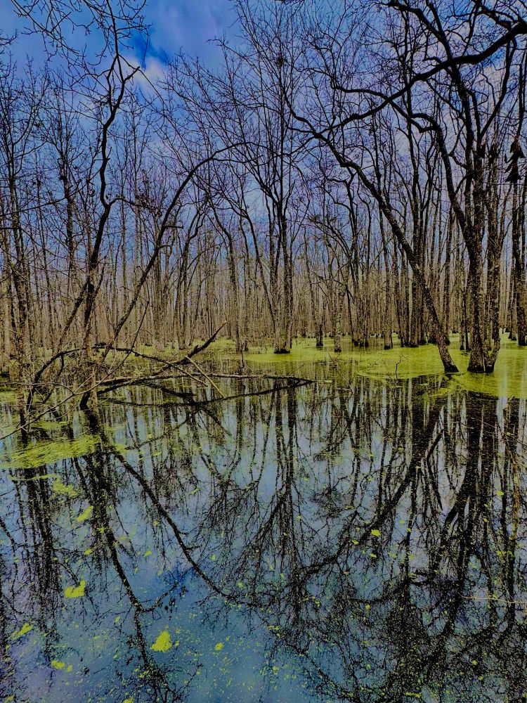 Wetlands