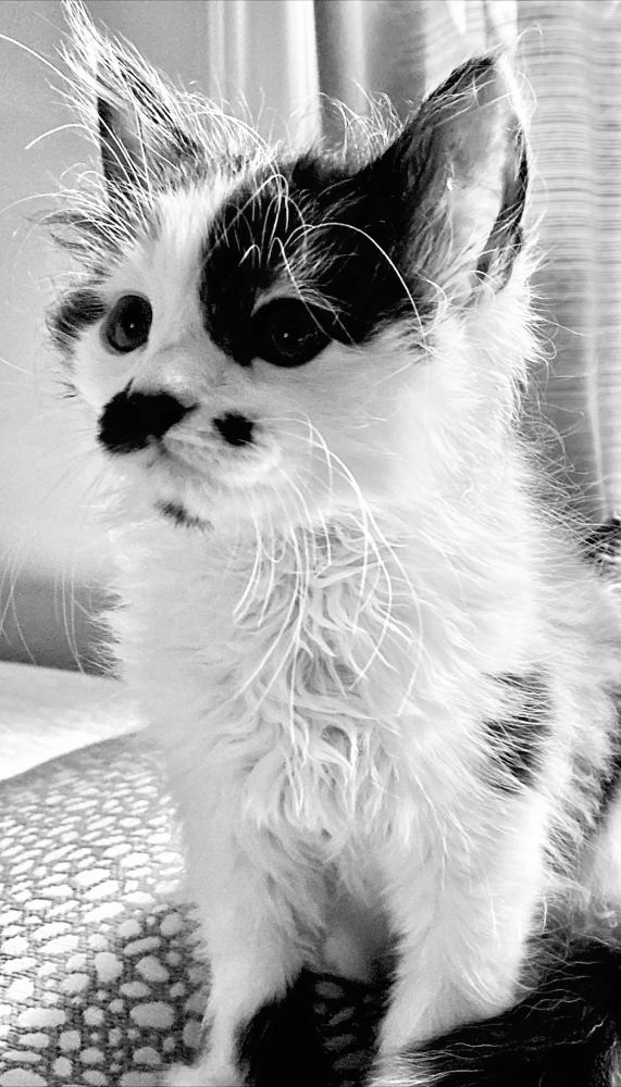 Black and white kitten