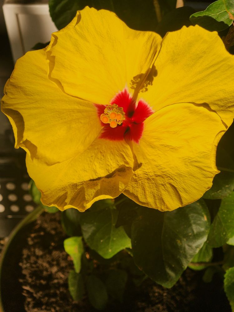 Yellow hibiscus flower with red center.