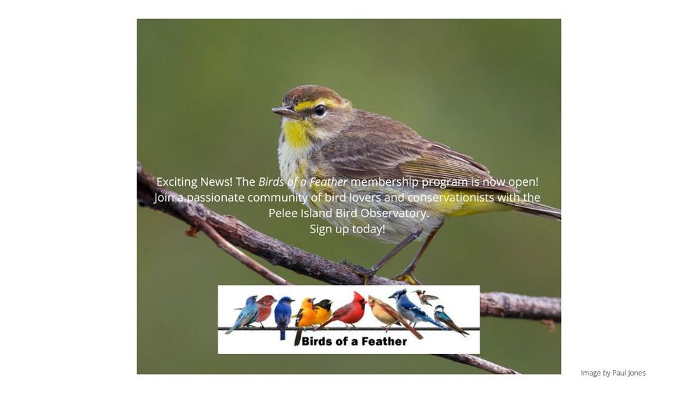 Picture of a small bird with a yellow throat and buffy coloured head and back. Image of a logo with multiple birds on a wire