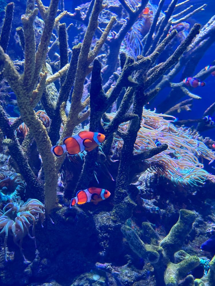 Clownfish 