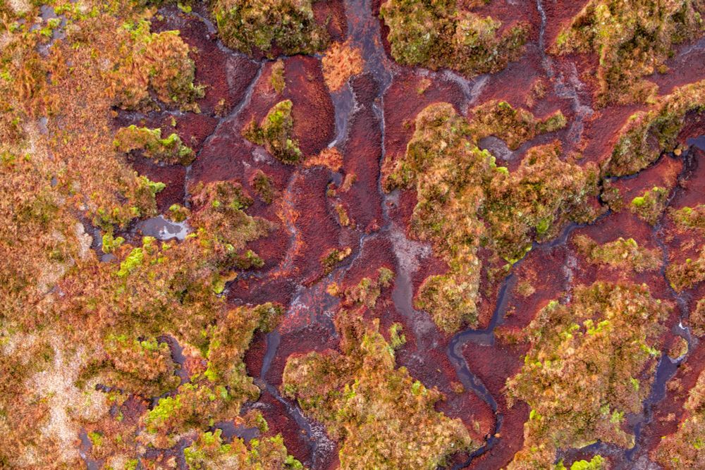A peat bog seen from above. Rich red and vibrant green with water running through it.