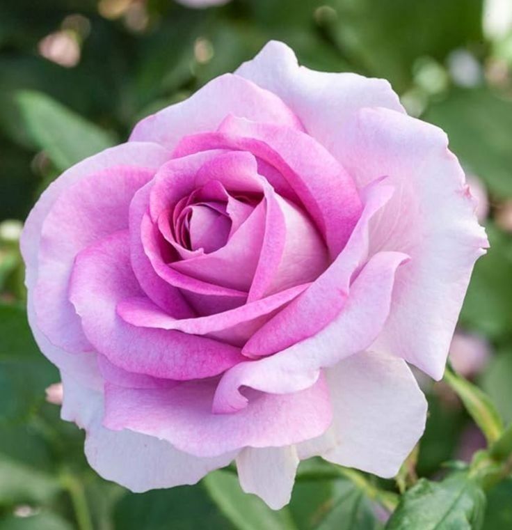 Comment image