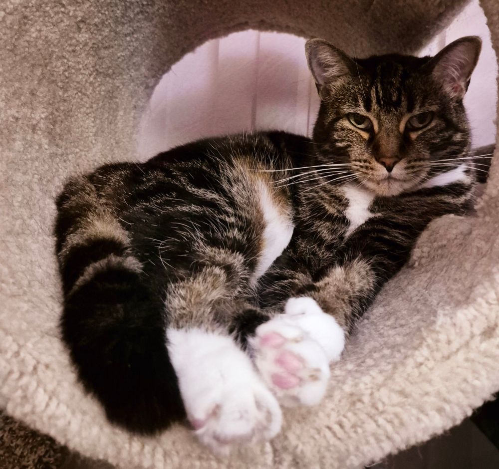 A brown and black stripey cat is relaxed in a cylindrical cat tree nook. She's staring at the camera with an annoyed expression. In the foreground are her fluffy tail, and her white feet with pink toebeans.