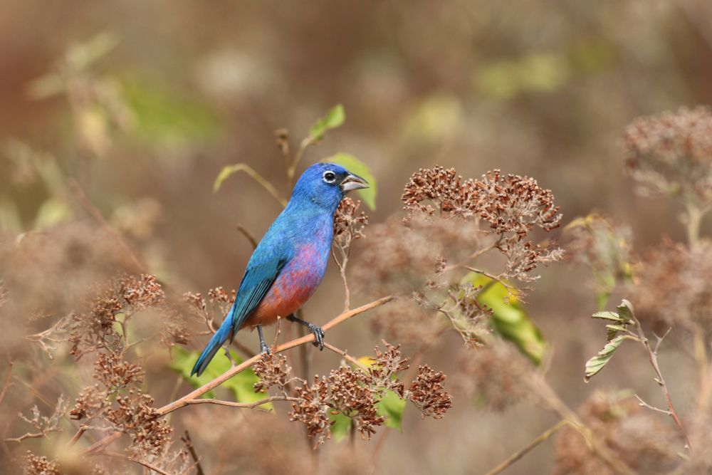 Rose-bellied Bunting, a bird species endemic to Mexico. Photo: Yousif Attia.