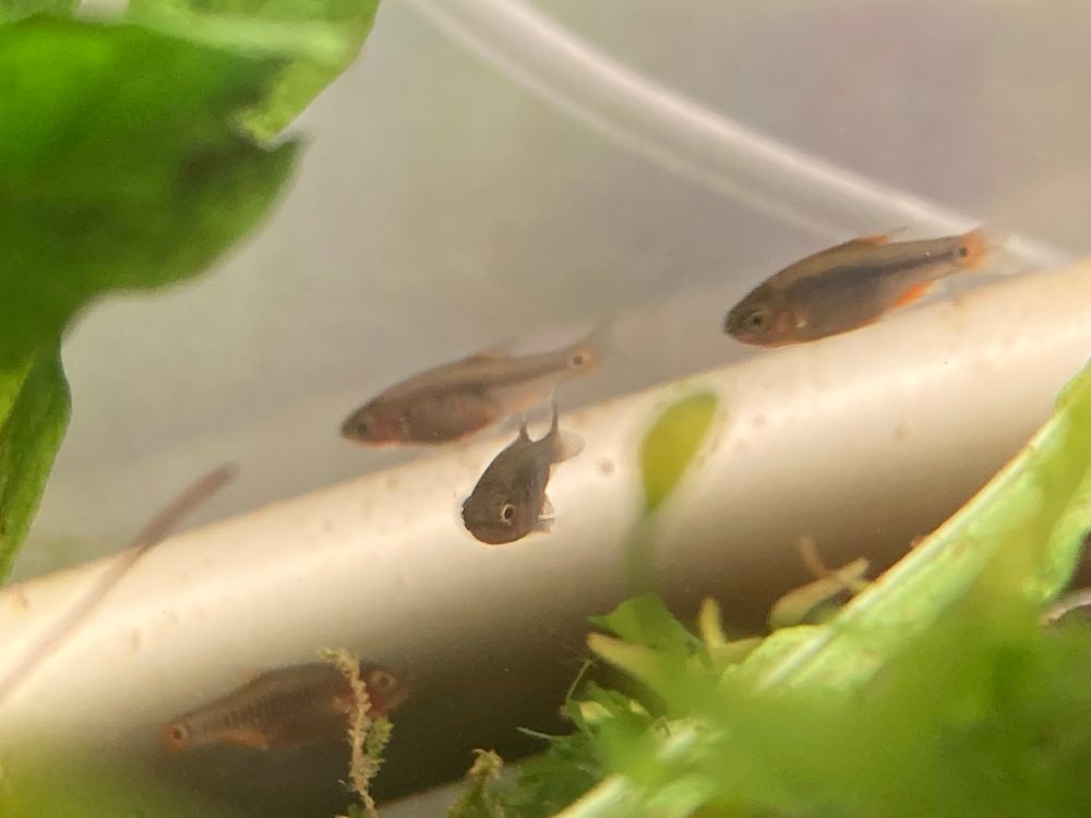 four very tiny and kind of goofy looking danios schooling together