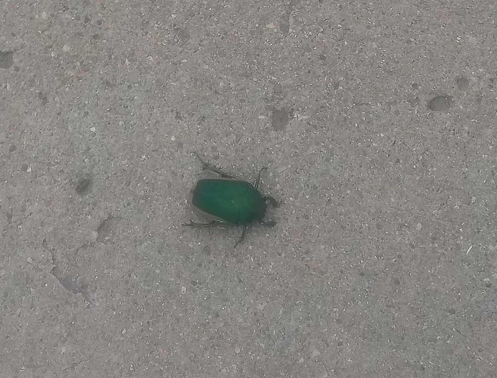 large green beetle on the sidewalk