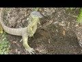 BEST LIZARD VIDS - YouTube