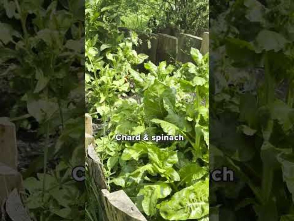 The Permaculture Garden at Glastonbury