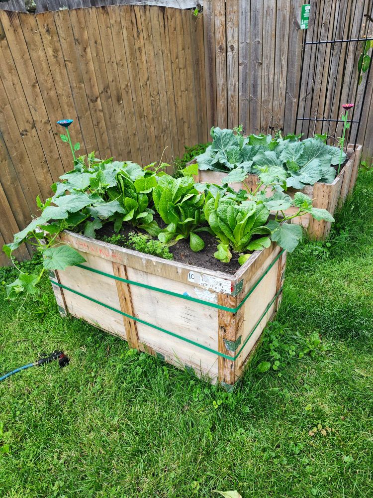 Garden boxes of various vegetables. Cucumbers, carrots, lettuce in the front. Cabbage and snap peas in the back.