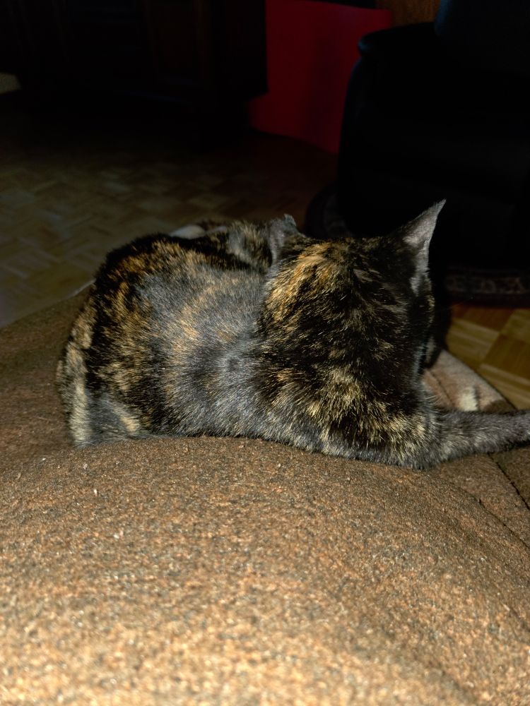 Katze liegt bequem auf meinen Oberschenkeln