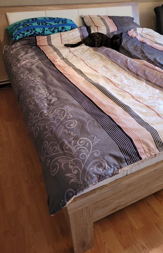 Katze liegt in einem neuen Bett auf den Zudecken. Die Vorderpfoten halb unter einer Zudecke.