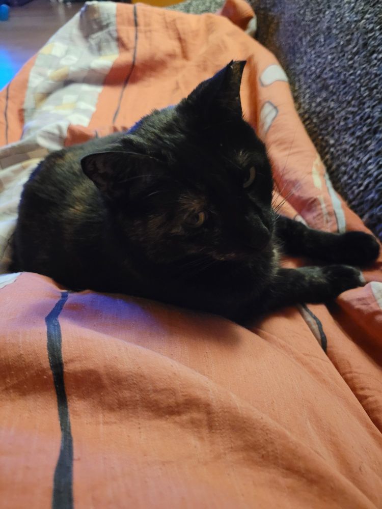 Eine Katze mit einem dunklen Fell liegt auf einer roten Katze und schaut verschlafen in die Kamera.