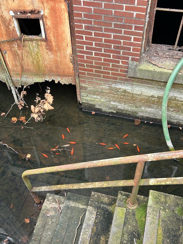 Goldfish swimming in the still water at the bottom of a stairway to an abandoned building. 