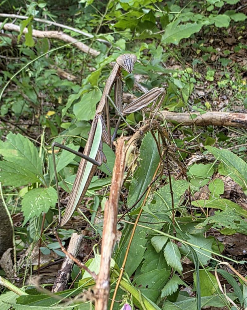 Large green and brown mantis perched on a twig