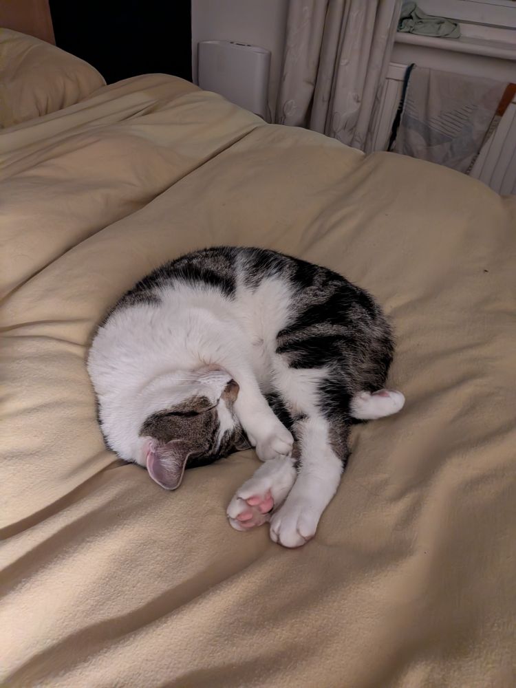 A car wrapped up on bed looking like contorted gorgeousness