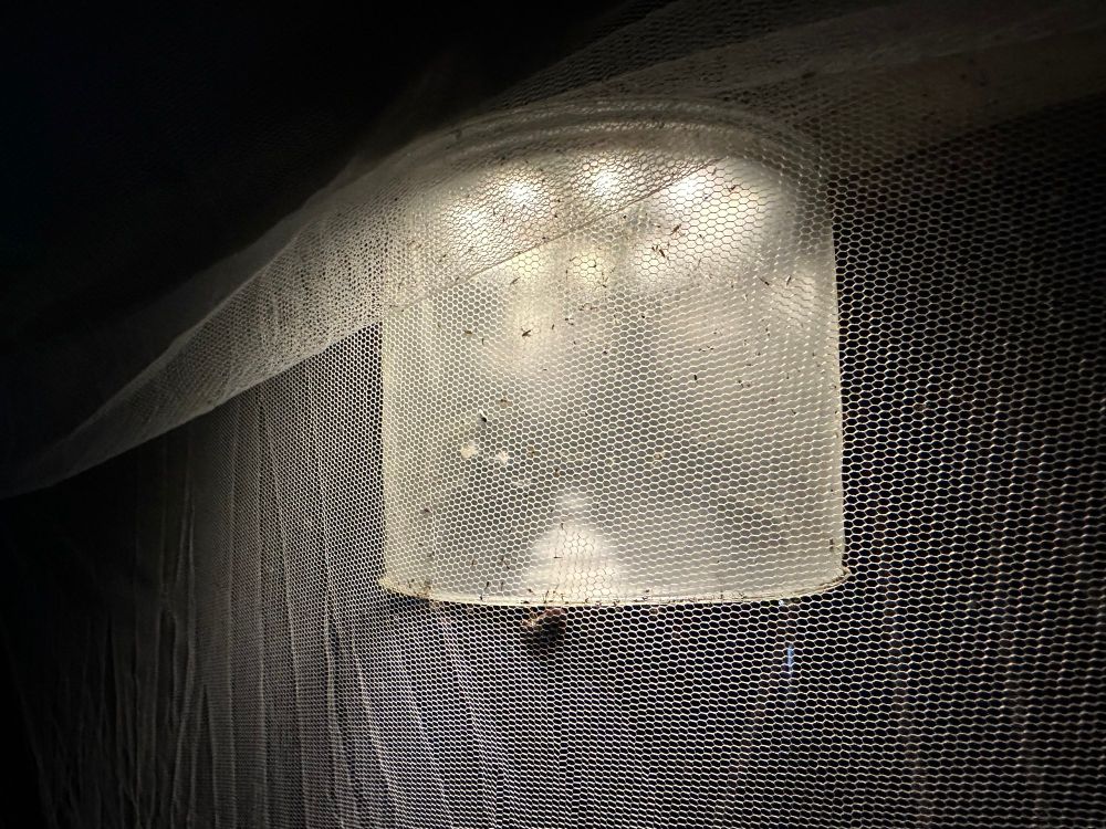 A light outside a bug screen, covered with no-see-ums. It was a miserable, slap and scratch night.