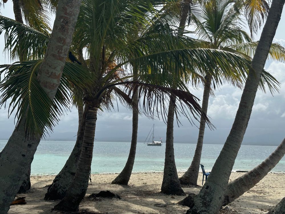 Curved palm trees on a dusty colored beach with a moody sea and sky behind. A lone sailboat is framed between 2 of the trees. 
