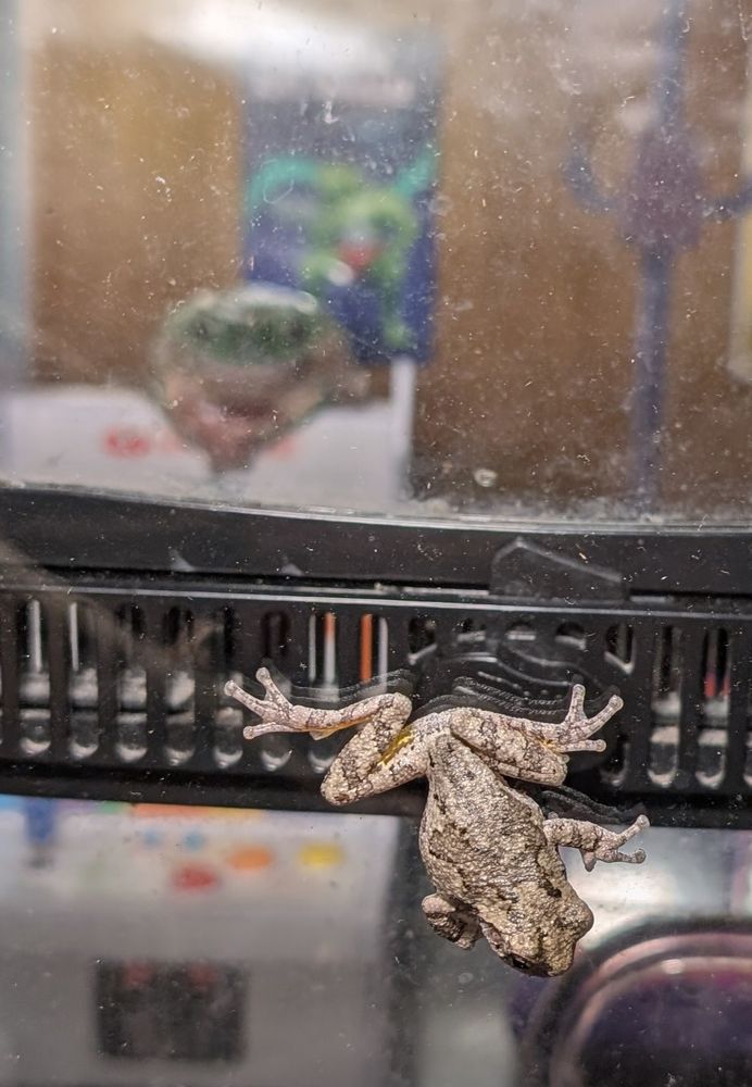 A baby copes tree frog spreads out while Dennis watches