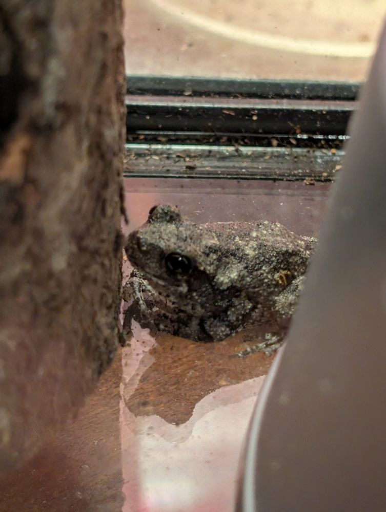 Rocky the tiny copes tree frog very angry at me